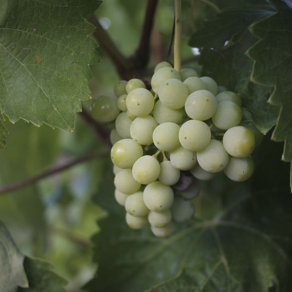 botuelo blanco