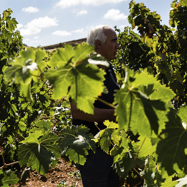 lafresquera tinto